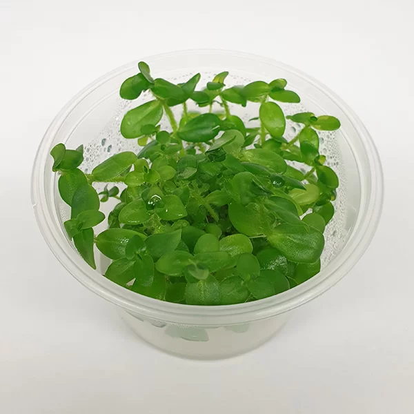 Bacopa-caroliniana-Water-Hyssop-Tissue-Culture-top-view-png.webp