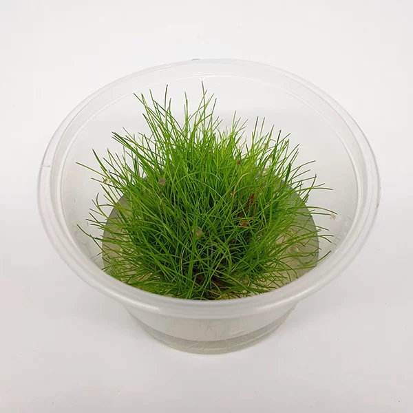 Eleocharis-acicularis-Dwarf-Hair-Grass-Tissue-Culture-top-view-png.webp