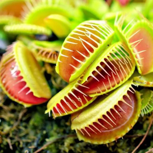 Dionaea-muscipula-Venus-Flytrap-Tissue-Culture-close-up-png.webp