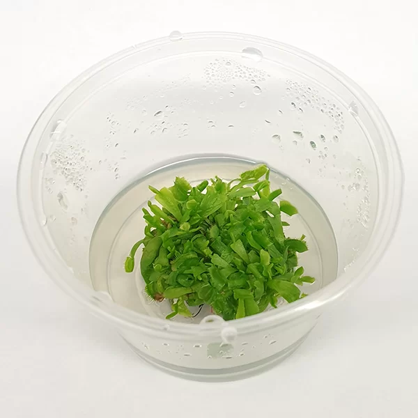Dionaea-muscipula-Venus-Flytrap-Tissue-Culture-top-view-png.webp