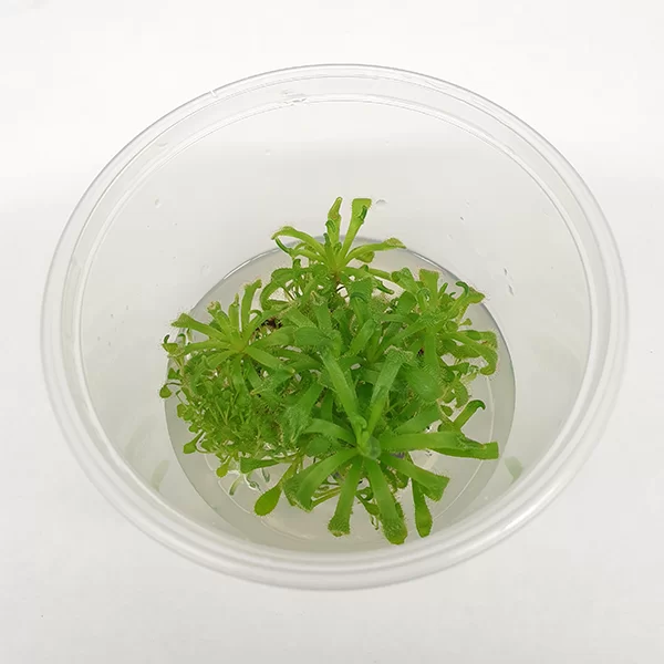 Drosera-capensis-Thick-Leaf-Tissue-Culture-top-view-png.webp