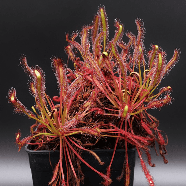 Drosera-capensis-Red.png